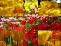 Keukenhof 2008 (Tulip Gardens, Holland)