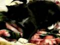 仔猫ぬこぬこ(*´д`*)moe