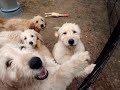 Troody Doodle and Harvey