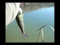 pesca al black bass a frasca