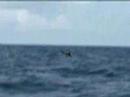 Summertime Sailfish - Kitefishing and Flatline Techniques