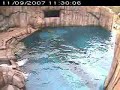 Suicidal deer jumps in with polar bears Suicidal deer jumps in with polar bears