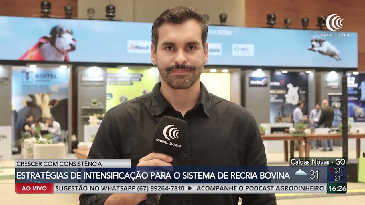 Produtor deve intensificar a recria pelo bezerro