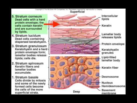 Integumentary System Introduction | WINNACUNNET BIOLOGY