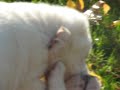 Fighting puppies