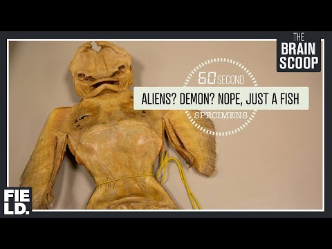 Aliens? Demon? Nope, it's just a fish. [60 Second Specimens]