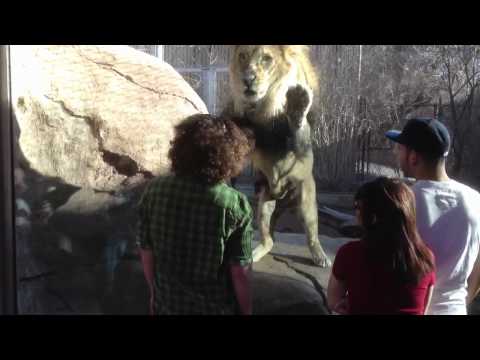 Joven puso en juego la paciencia de un león en un zoológico de EE.UU.
