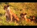 Savana Africana