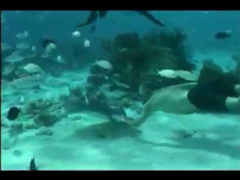 0 Swimming with Sting Rays