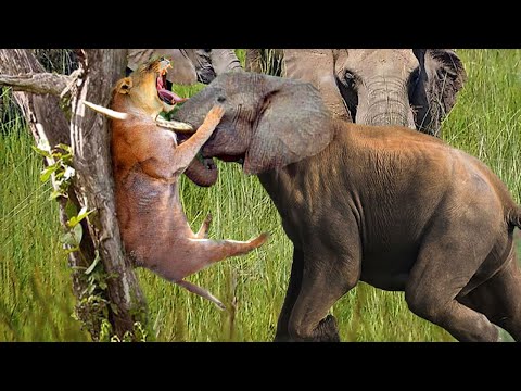 Angry Elephant attacks Lion very hard, Wild Animals Attack
