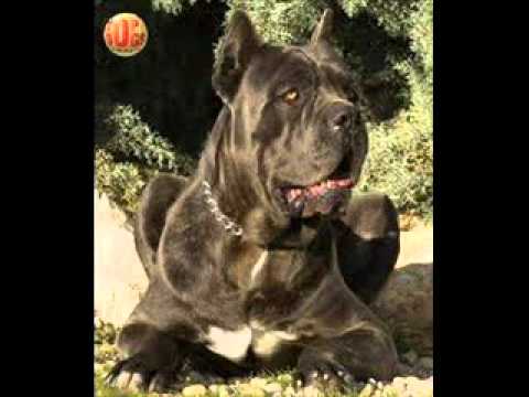 cane corso