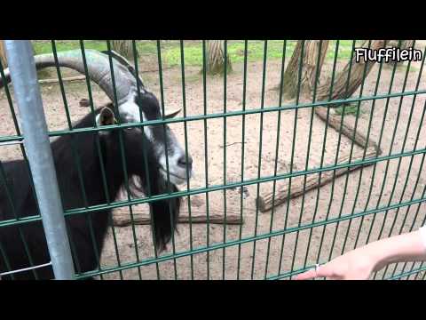 Wildpark Mainz Gonsenheim - Naherholungsgebiet für ...