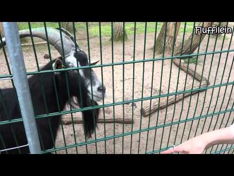 Mainz: Wildpark Mainz Gonsenheim - Naherholungsgebiet f ...