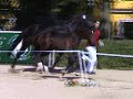 Filly Sir Donnerhall -Sandro Hit won championship - for Sale Filly Sir Donnerhall -Sandro Hit won championship - for Sale