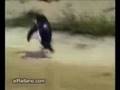 videos de upite pingwiny