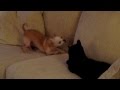 Paco the Chihuahua plays with Maya the Cat