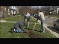 Planting Containerized Trees with KIB