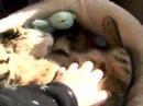 ????????????/The cat which is totally an ammonite