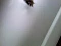 What Kind of Spider? Invasion of the Spiders 2