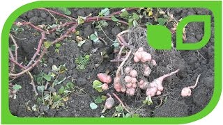 Oxalis Tuberosa- a New Root Crop That the Incas Already Knew About.
