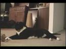 tuxedo cat tough guy