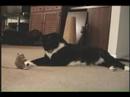 tuxedo cat tough guy