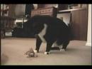 tuxedo cat tough guy