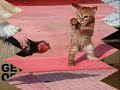 Amusing Kitty Pictures 3