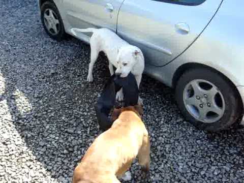 7 dogo argentino