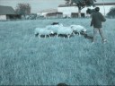 Chaili - Troupeau 3ème Chaili - Troupeau 3ème