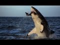 Foto: Tubarão-branco atacando foca