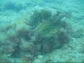 cuddle fish