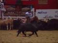 2006 NCHA Futurity Amateur Champion