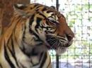 Tijger bij Pantera