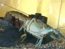 Cherax with eggs 2