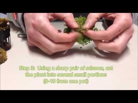 how to grow hc carpet