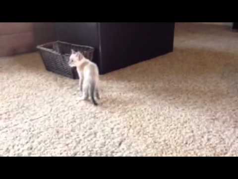 how to get bv under control