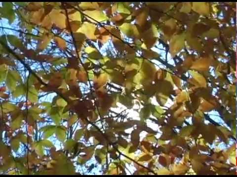 Autumn