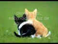 Soneto XVII