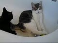 Jeux de chats Jeux de chats
