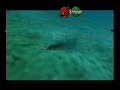 Legend of Zelda, Ocarina of Time, 35 Pounds Fishing
