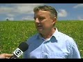 Seca arrasa safra do feijão no Paraná