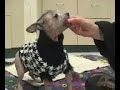 Adopt a Dog \"Dracula (Drake) \" MSPCA Springfield Massachusetts Adopt a Dog \"Dracula (Drake) \" MSPCA Springfield Massachusetts