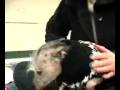Adopt a Dog Dracula (Drake)  MSPCA Springfield Massachusetts