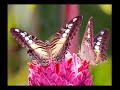 Paruparong Bukid (Folk Song) - Nora Aunor (HQ_Available in Stereo)