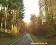 Street View ( Eine Fahrt durch den Pfälzer Wald )