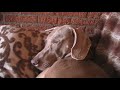 Snorting Weimaraner: Meander King of the Road Snorting Weimaraner: Meander King of the Road