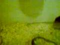 videos de hamnster y jerbo xD