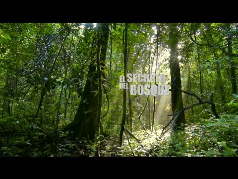 Imagen de previsualización de YouTube