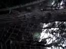 Despe COKE Proyecto tarzan